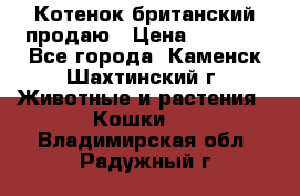 Котенок британский продаю › Цена ­ 3 000 - Все города, Каменск-Шахтинский г. Животные и растения » Кошки   . Владимирская обл.,Радужный г.